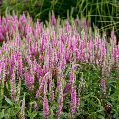 Magic Show 'Pink Potion' Spike Speedwell in focus.