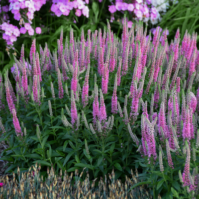 Magic Show 'Pink Potion' Spike Speedwell in use.