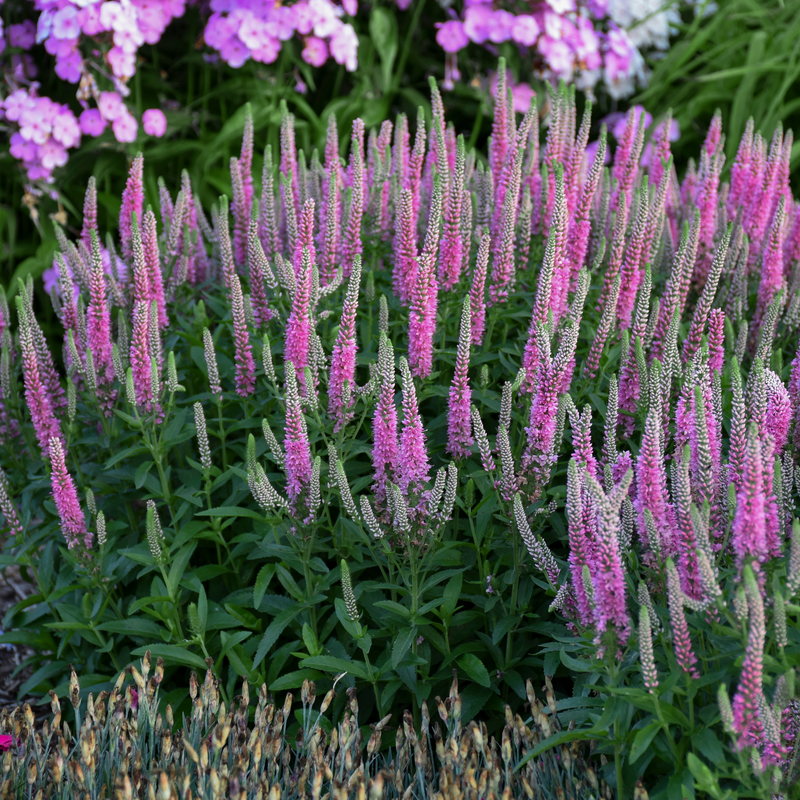 Spike Speedwell | Magic Show® 'Pink Potion' | Proven Winners ...