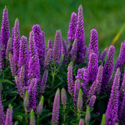 Magic Show 'Purple Illusion' Spike Speedwell up close.