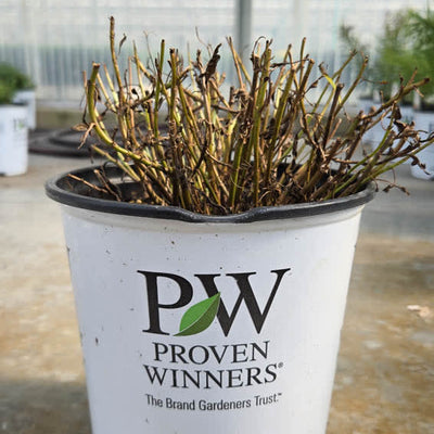 Magic Show 'Purple Illusion' Magic Show 'Purple Illusion' Spike Speedwell in dormancy.