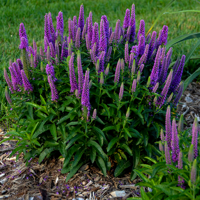 Magic Show 'Purple Illusion' Spike Speedwell in focus.