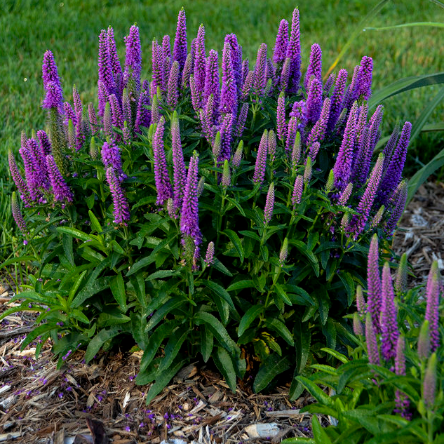 Spike Speedwell | Magic Show® 'Purple Illusion' | Proven Winners