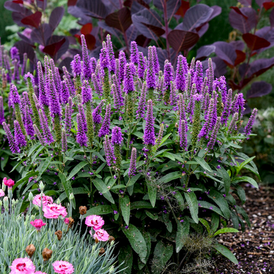 Magic Show 'Purple Illusion' Spike Speedwell in use.