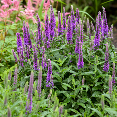 Magic Show 'Purple Illusion' Spike Speedwell in use.