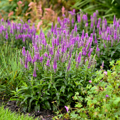 Magic Show 'Purple Illusion' Spike Speedwell in use.