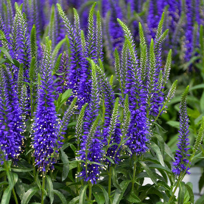 Magic Show 'Wizard of Ahhs' Magic Show 'Wizard of Ahhs' Spike Speedwell up close.