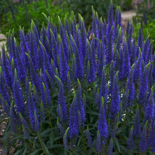 Magic Show® 'Wizard of Ahhs' Spike Speedwell (Veronica hybrid)