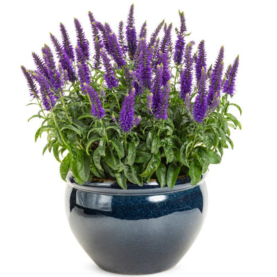 Magic Show® 'Wizard of Ahhs' Spike Speedwell (Veronica hybrid)