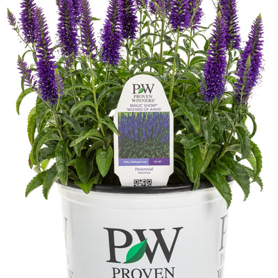 Magic Show® 'Wizard of Ahhs' Spike Speedwell (Veronica hybrid)