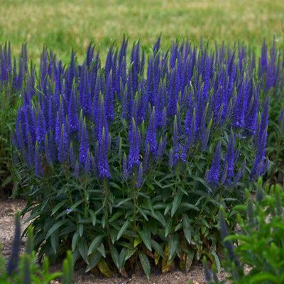 Magic Show 'Wizard of Ahhs' Magic Show 'Wizard of Ahhs' Spike Speedwell in focus.