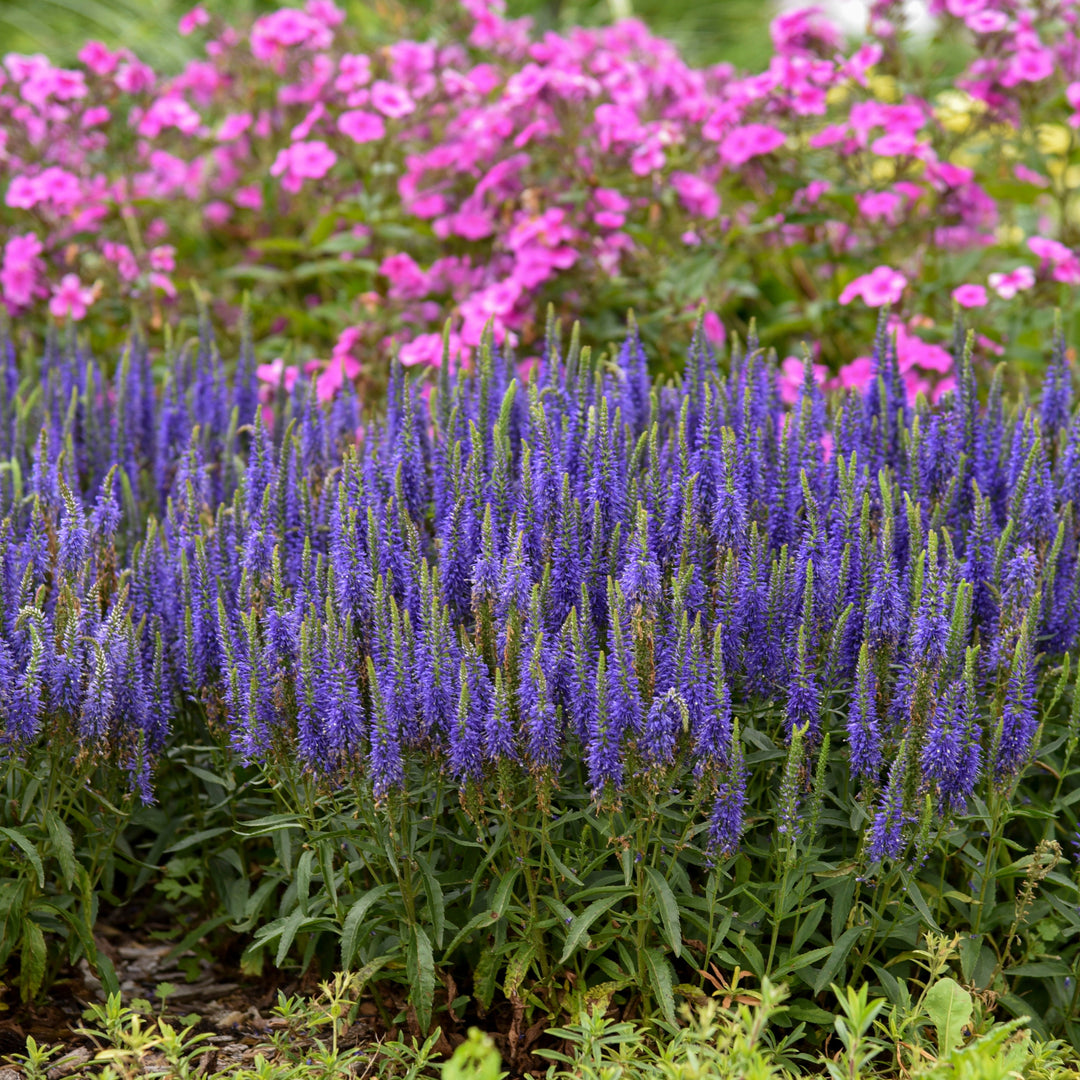 plant magic Spike Speedwell | Magic Show® 'Wizard of Ahhs'