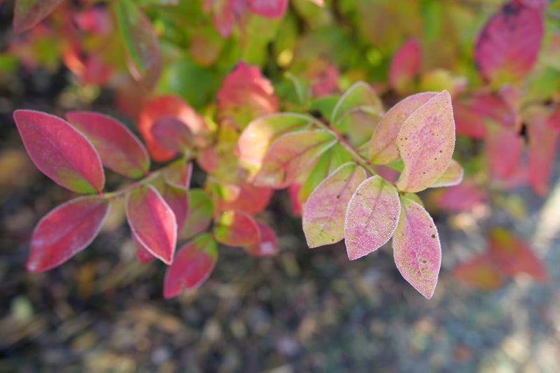 Sky Dew® Gold Northern Highbush Blueberry (Vaccinium)