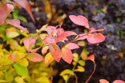 Sky Dew® Gold Northern Highbush Blueberry (Vaccinium)