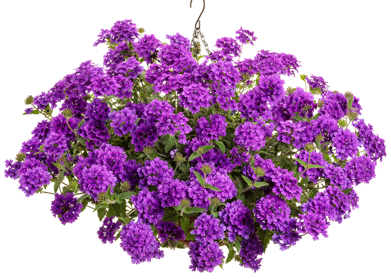 Superbena® Cobalt™ (Verbena hybrid)