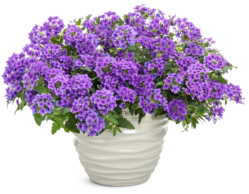 Superbena® Cobalt™ (Verbena hybrid)