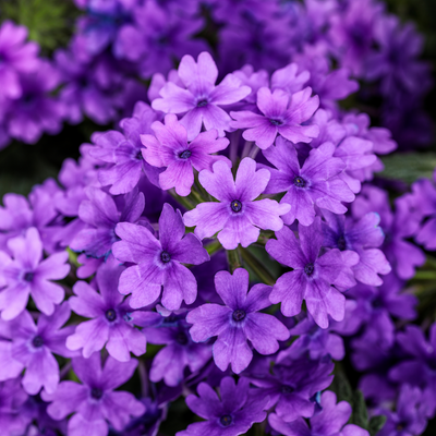 Superbena® Cobalt™ (Verbena hybrid)