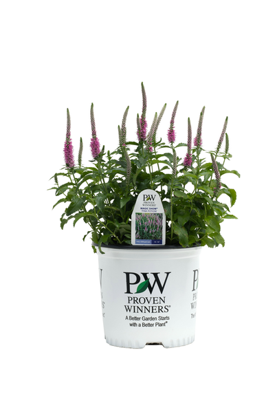 Magic Show® 'Pink Potion' Spike Speedwell (Veronica hybrid)