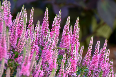 Magic Show® 'Pink Potion' Spike Speedwell (Veronica hybrid)