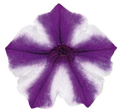 Supertunia Mini Vista® Violet Star (Petunia)