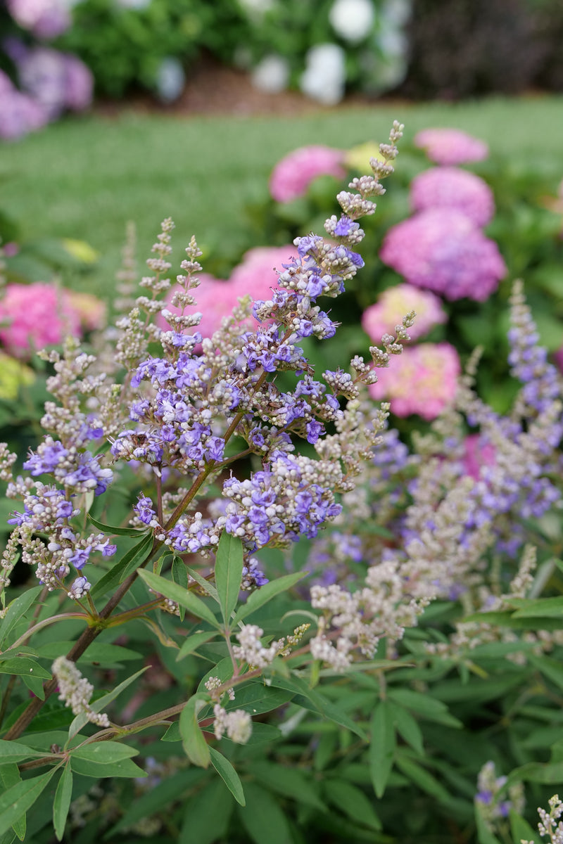 Rock Steady™ Chastetree (Vitex agnus-castus) - New Proven Winners® Variety 2025