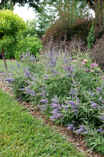 Rock Steady™ Chastetree (Vitex agnus-castus) - New Proven Winners® Variety 2025