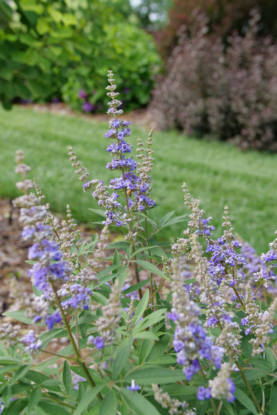 Rock Steady™ Chastetree (Vitex agnus-castus) - New Proven Winners® Variety 2025