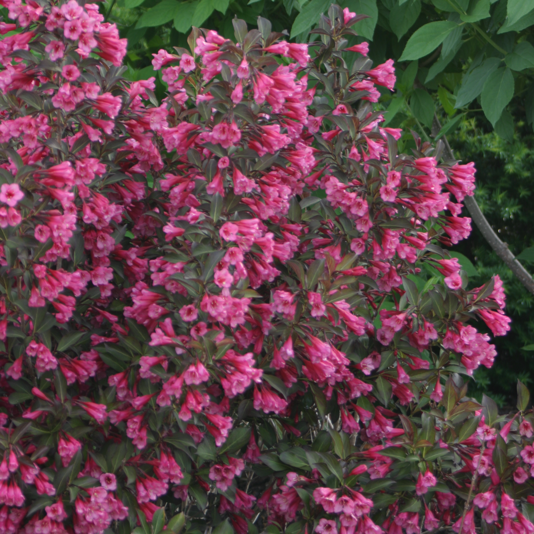 Wine &amp; Roses® Weigela (florida)