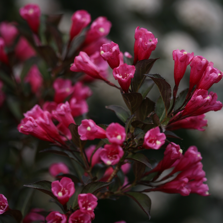 Wine &amp; Roses Wine &amp; Roses Weigela up close.