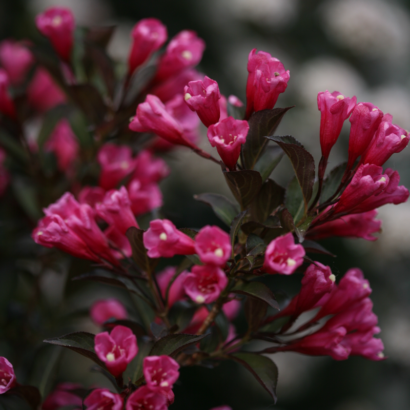 Wine & Roses Wine & Roses Weigela up close.