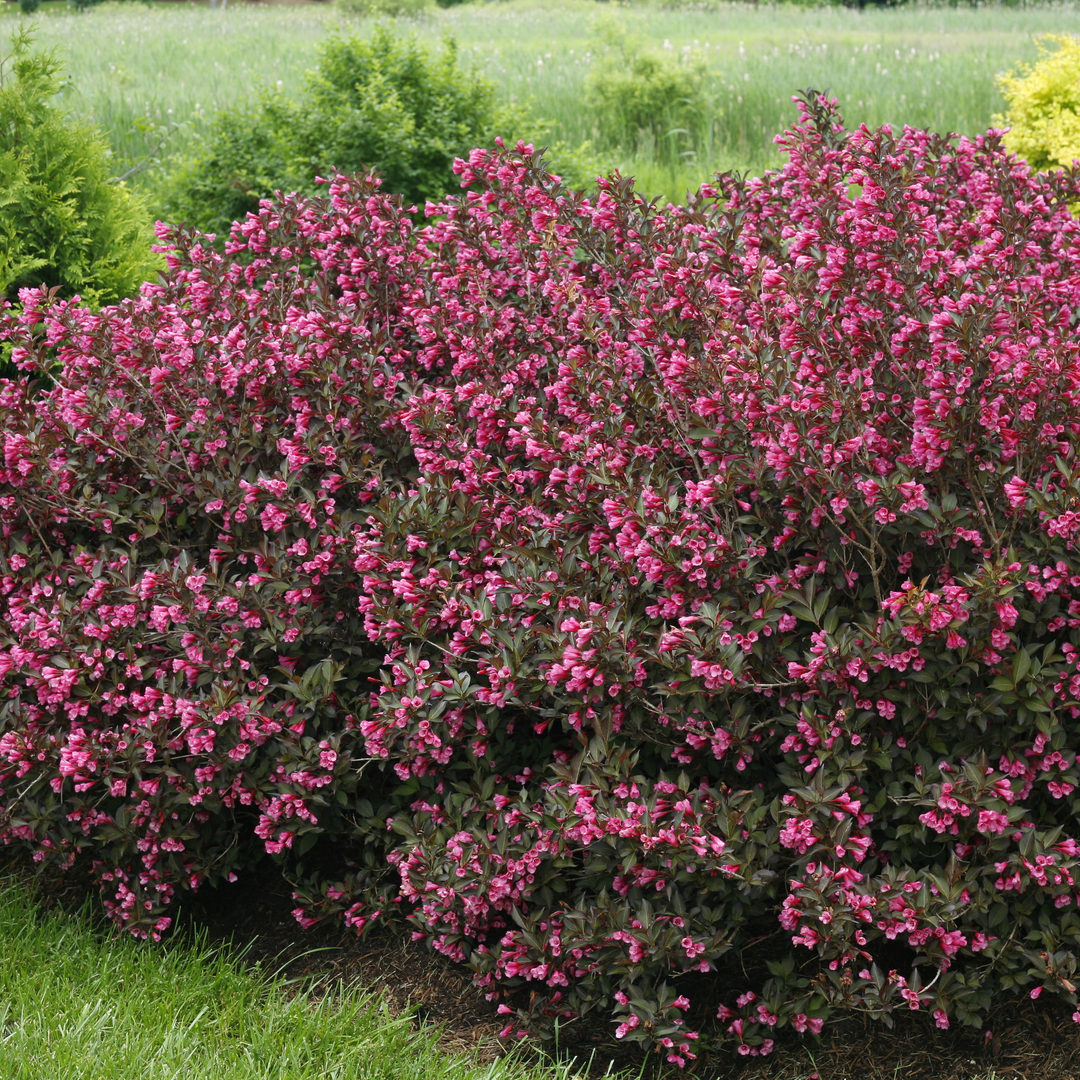 Wine &amp; Roses Wine &amp; Roses Weigela in focus.