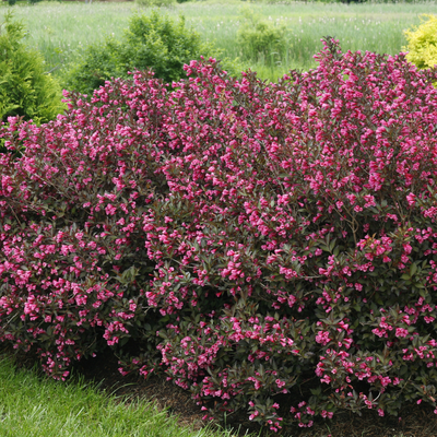 Wine & Roses Wine & Roses Weigela in focus.