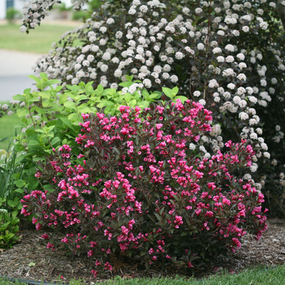 Wine & Roses Wine & Roses Weigela in focus.