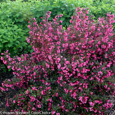 Wine & Roses Weigela in focus.