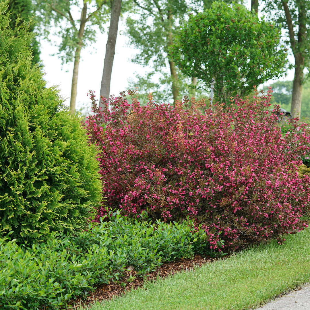 Wine &amp; Roses Wine &amp; Roses Weigela in use.