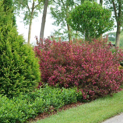 Wine & Roses Wine & Roses Weigela in use.