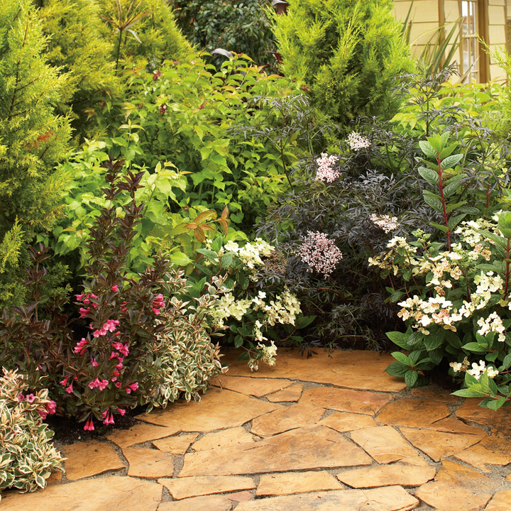 Wine &amp; Roses Wine &amp; Roses Weigela in use.