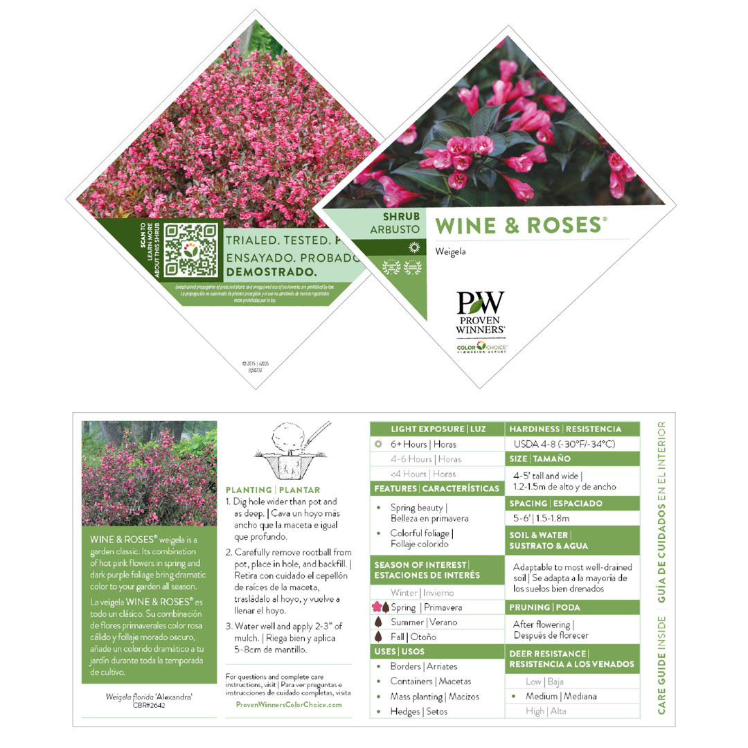Wine &amp; Roses® Weigela (florida)
