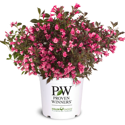 Wine & Roses® Weigela (Weigela florida)