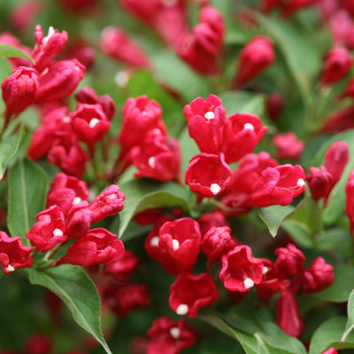 Sonic Bloom Red Reblooming Weigela up close.