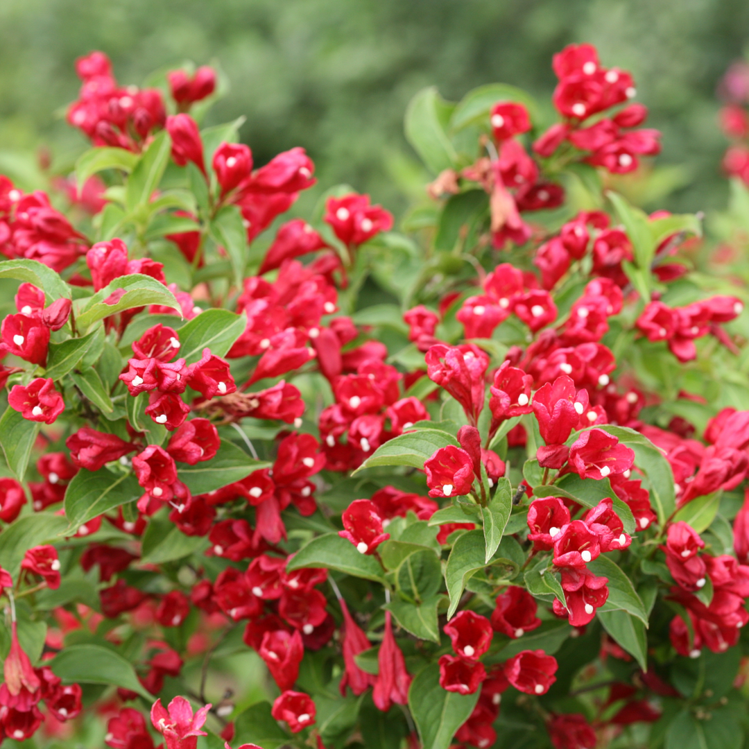 weigela plant fertilizer Sonic Bloom® Red Reblooming Weigela (florida)