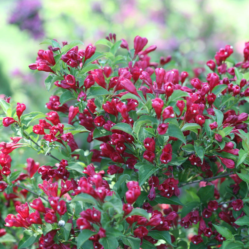 Sonic Bloom Red Reblooming Weigela up close.