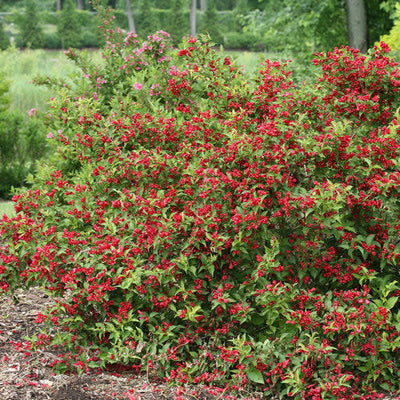 Sonic Bloom Red Reblooming Weigela in focus.