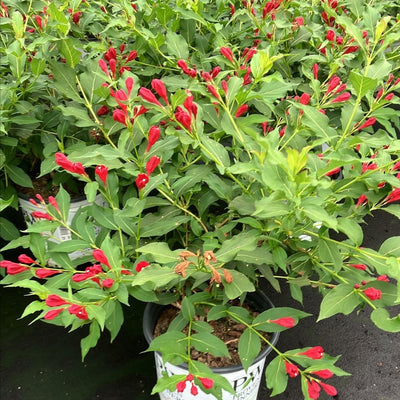 Sonic Bloom Red Sonic Bloom Red Reblooming Weigela in focus.