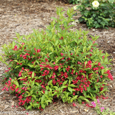 Sonic Bloom Red Reblooming Weigela in focus.