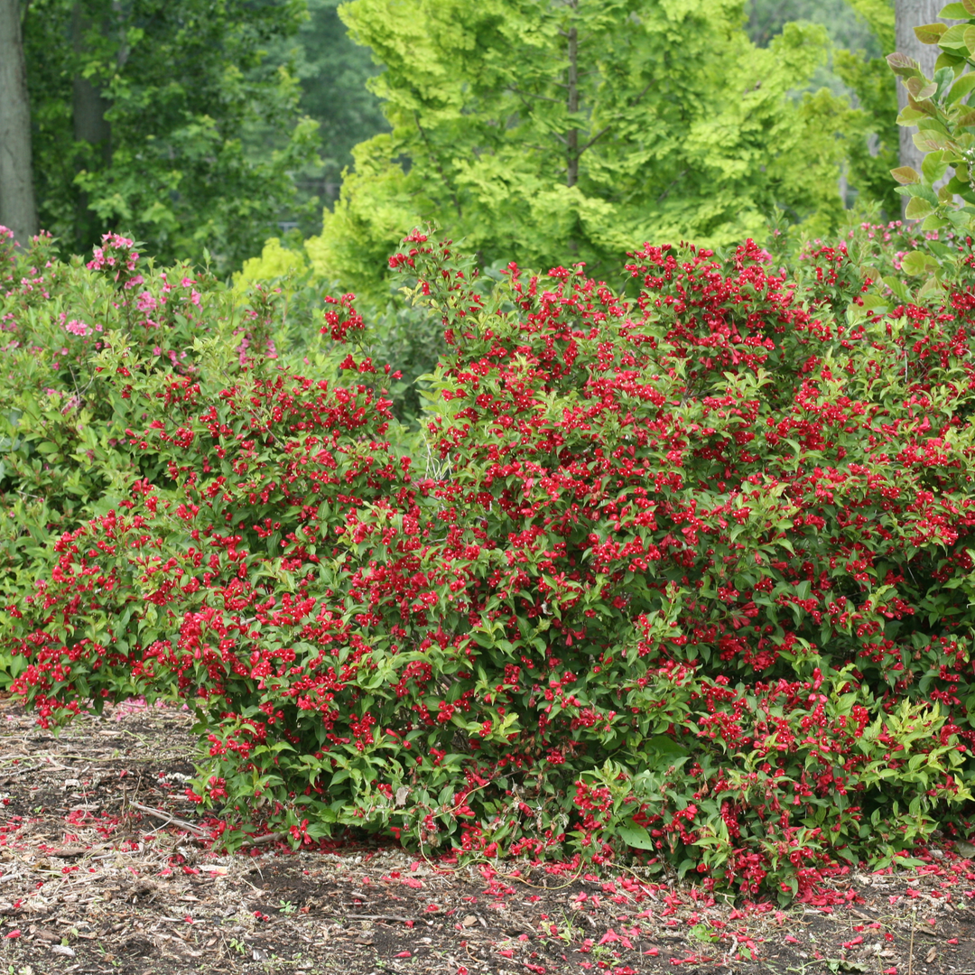Weigela Florida Sonic Bloom Red Reblo...