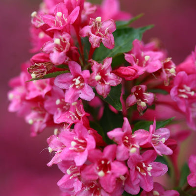 Sonic Bloom® Pink Reblooming Weigela (Weigela florida)