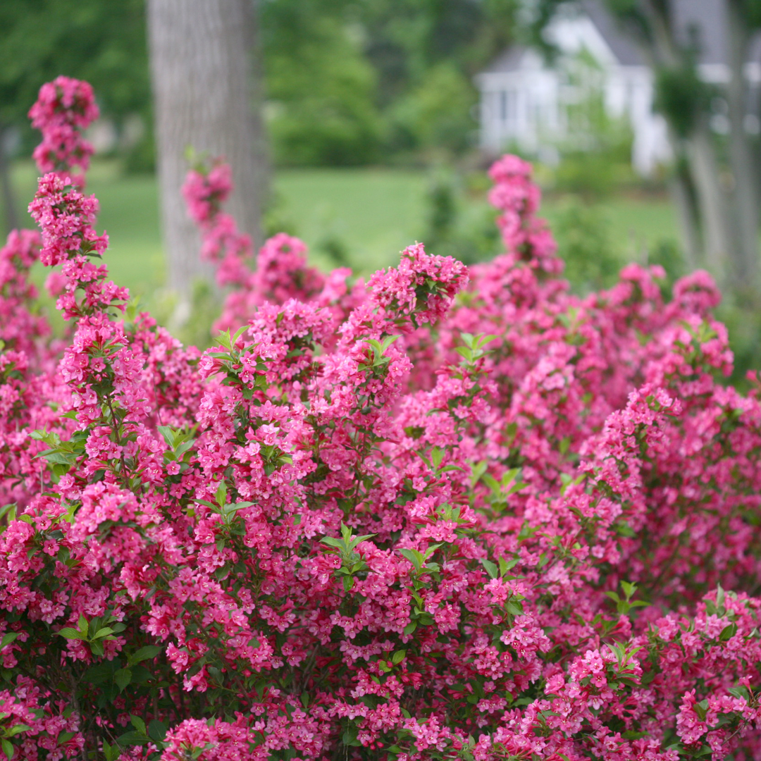 Reblooming Weigela | Sonic Bloom® Pink | Proven Winners® Shrubs
