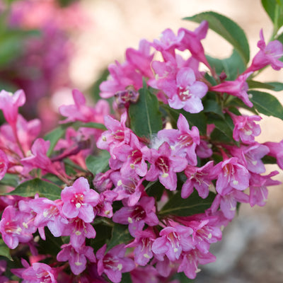 Sonic Bloom Pink Reblooming Weigela up close.