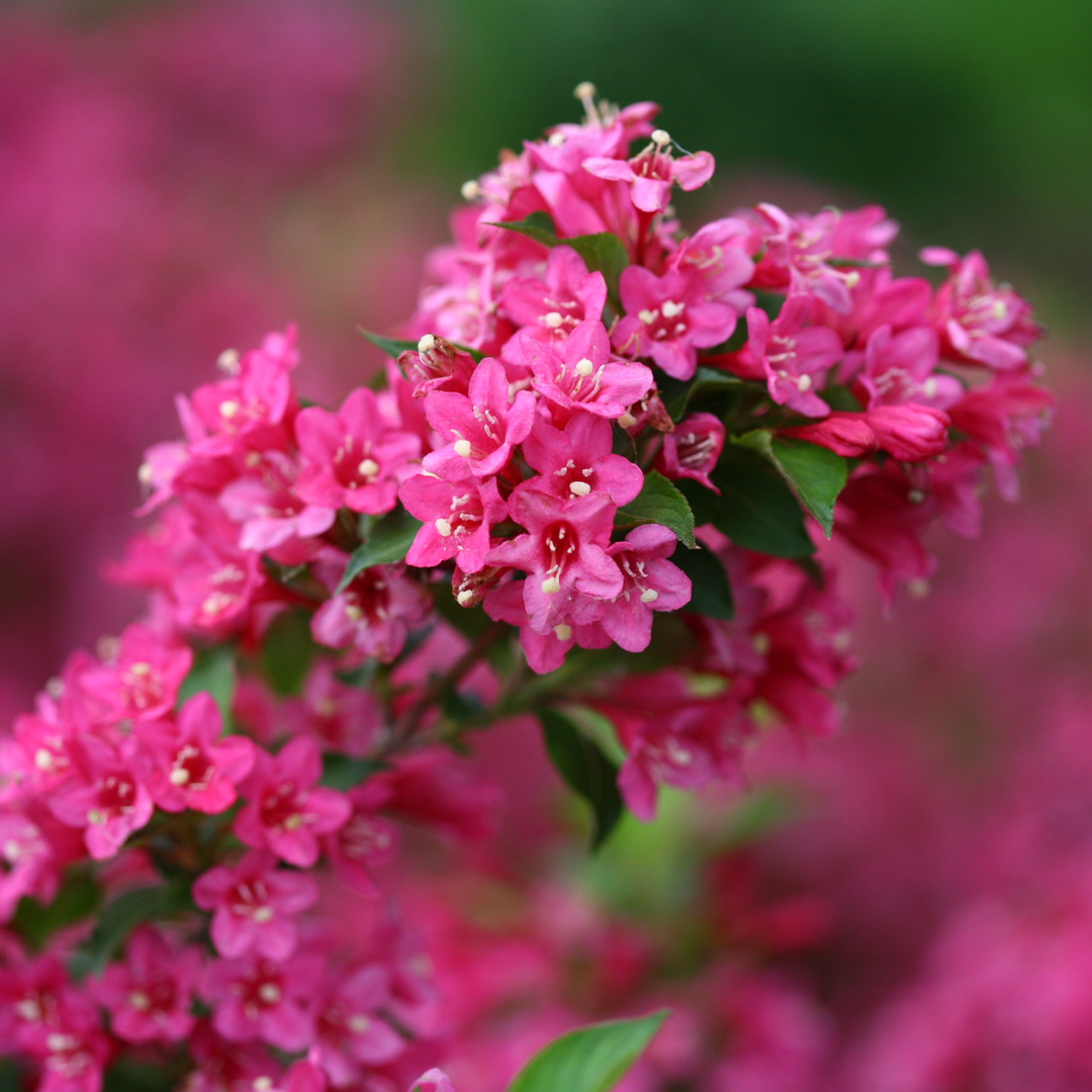 Reblooming Weigela | Sonic Bloom® Pink | Proven Winners® Shrubs
